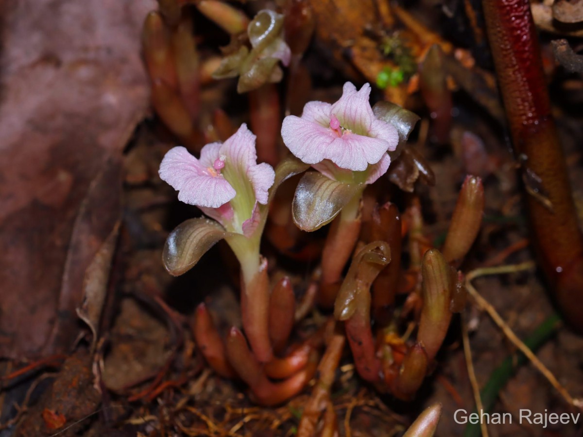 Cyphostigma pulchellum (Thwaites) Benth.